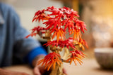 LEGO® | Botanicals: Japanese Red Maple Bonsai Tree (10348)