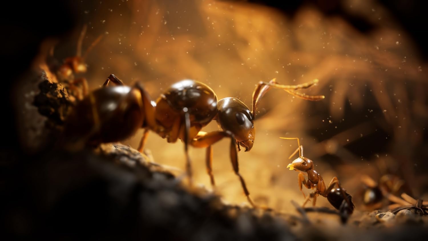 Empire of the Ants Limited Edition (PlayStation 5)