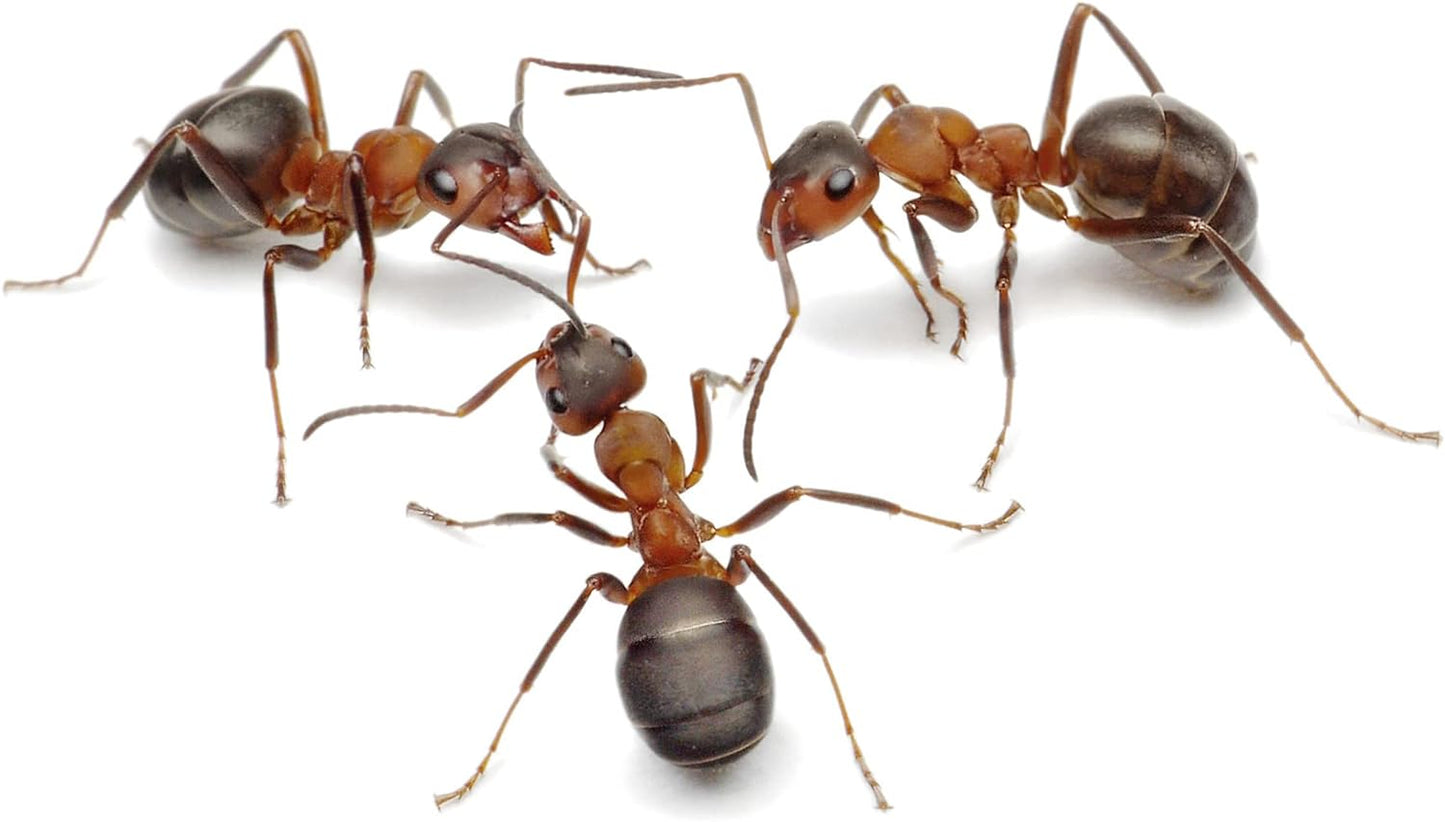 Ant World