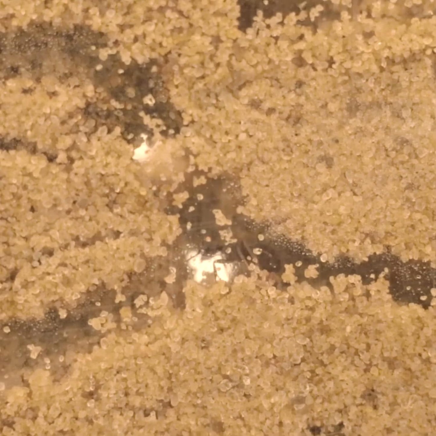 Ant World