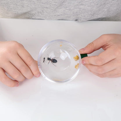 Ant World