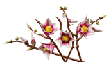 LEGO® | Botanicals: Magnolia Branches (11510)