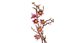 LEGO® | Botanicals: Magnolia Branches (11510)